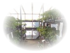 Wholesale plants and cerified organic seeds