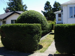 Pruning